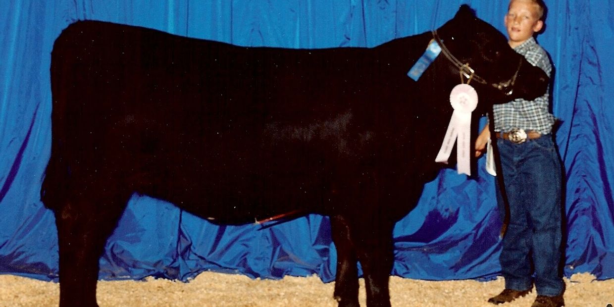 An image of one of our ribbon winning black angus cattle in Cypress, TX
