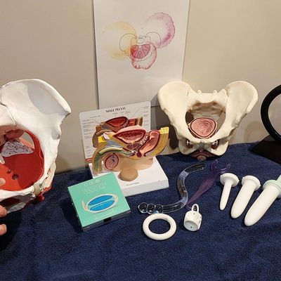 Various anatomical pelvic models and medical devices on a blue cloth.