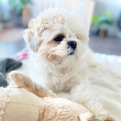 dog