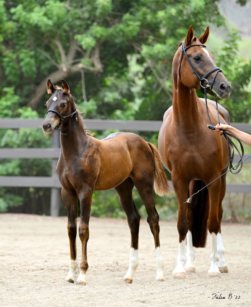 Hanoverian Premium Mare Fiori FHF with her 2022 Gold Medal Colt "Vision FHF" by Vilancio.  