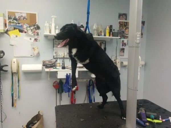 Sue's Small Stuff Dog Grooming INC.