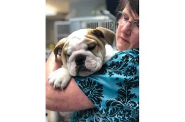 Sue's Small Stuff Dog Grooming INC.