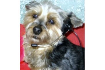 Sue's Small Stuff Dog Grooming INC.