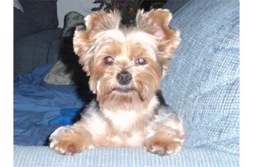 Sue's Small Stuff Dog Grooming INC.