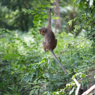 Monkey hanging from a tree branch in the jungle.