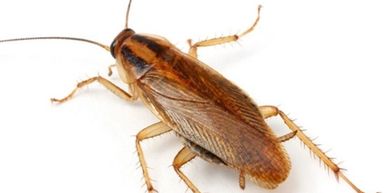 Cockroach Control