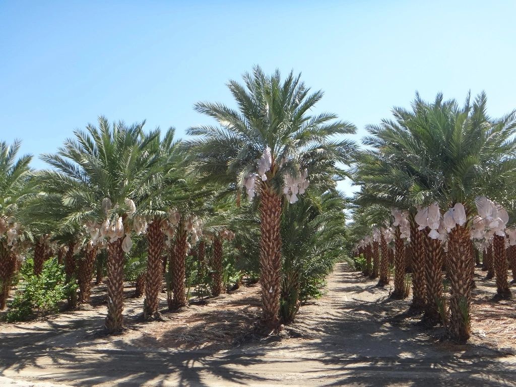 Medjool Date Palms for Sale, Buy Medjool Date Palms in Florida South Coast Wholesale Florida