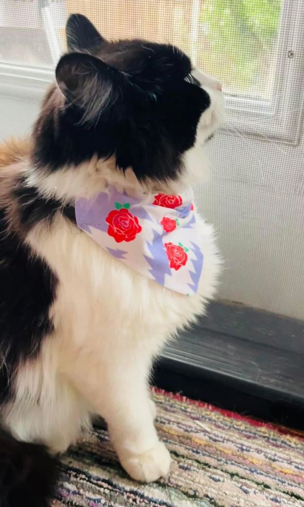 Cat looking out window with rose and lightning bandana.