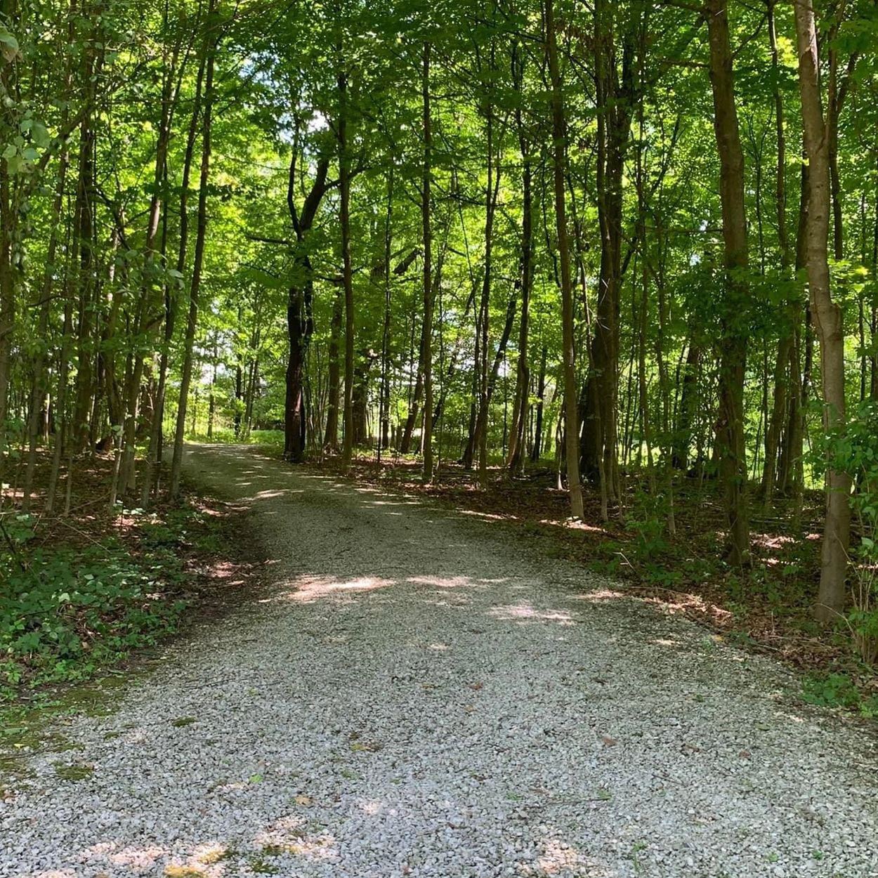 Driveway to kennel and training grounds 