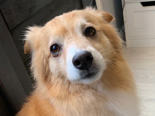 cute dog