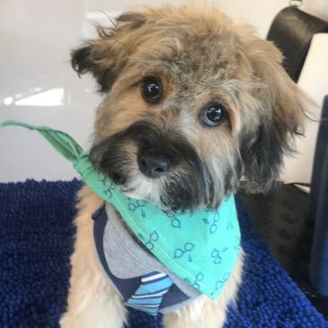 dog looking adorable