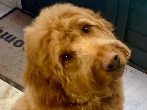 cute dog