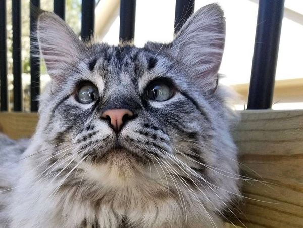 Long haired cat with crossed eyes
