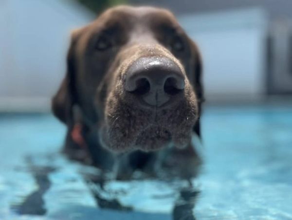 chocolate lab swimming in pool