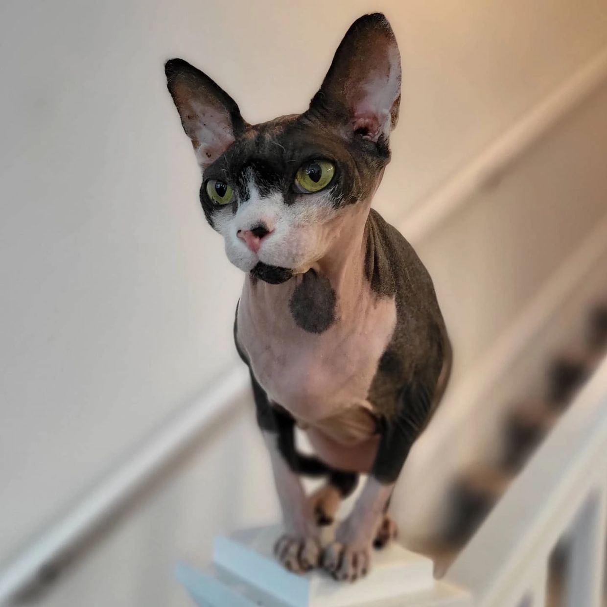 sphinx cat posing on a stair banister 