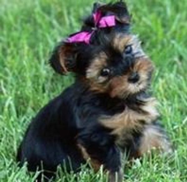 A cute small dog well groomed looking at the camera