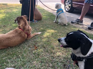 A Group of Dogs on a Leash