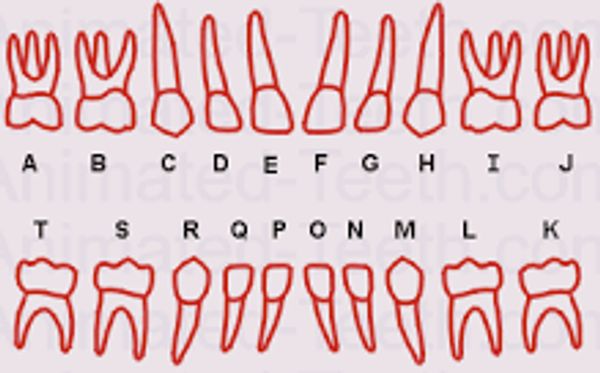 Diagram showing different types of human teeth labeled A to T.