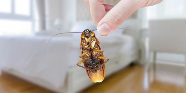 Control de todo tipo de plagas: cucaracha, termita, chinche, pulga, garrapata, alacran, araña, postc