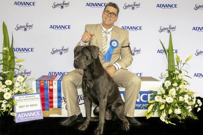 Champion Cane Corso wins Australian Royal dog show.