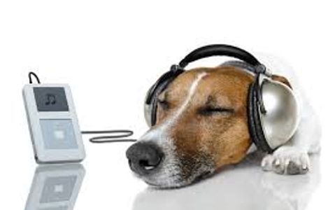 Dog listening to music