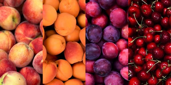 Four sections of fresh stone fruits: peaches, apricots, plums, and cherries.