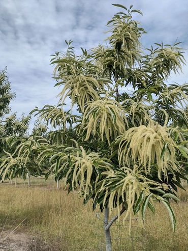 Chestnut pollen