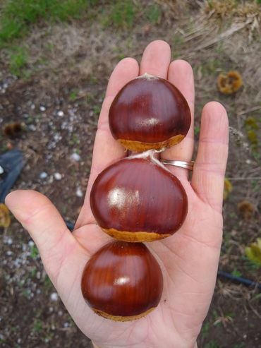 The best sweet chestnuts for Holiday roasting