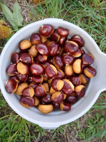 Pest free chestnuts for the Holidays
