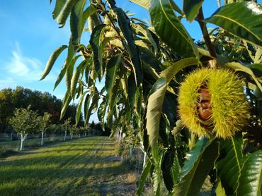 North Star Chestnuts