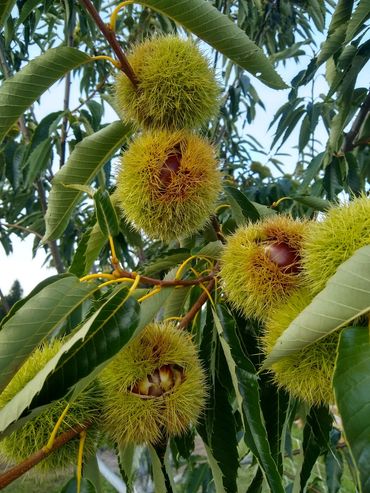Pest free chestnuts for the Holidays