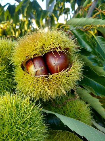 Chestnuts fresh for the Holidays