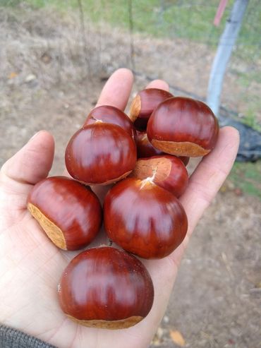 Fresh pest free chestnuts