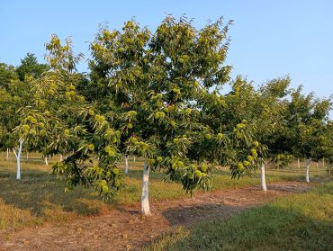 Chestnuts grown by our family