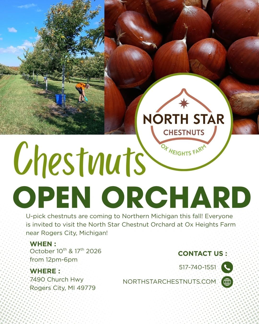 U-Pick chestnuts and chestnut roasting has finally arrived in Northern Michigan.