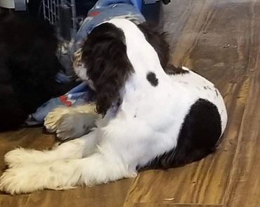 Here little Oscar is showing off his markings. Saying, hey, look at me, I am the cutest.