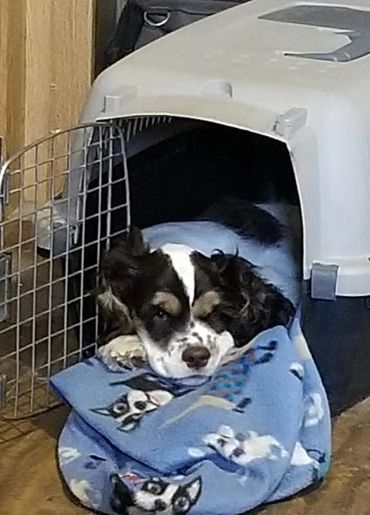 Oscar, just chilling in his bed. He is thinking no other Cocker Spaniel has it this lucky.