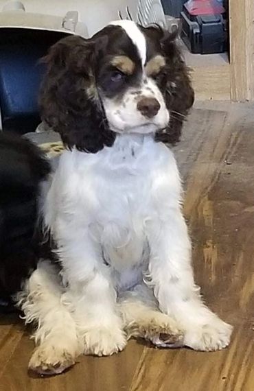 American Cocker Spaniel at attention. He is saying this is how we represent!!!