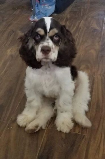 Oscar, the cutest American Cocker Spaniel out there. He is so adorable that you will fall in love.