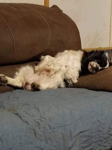 I'm the number one Cocker in the world. I will just lay here and wait until you pet me.