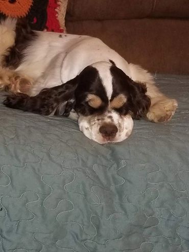 Oh, Oscar is in Cocker Spaniel dreamland. He is number one there as well as here.