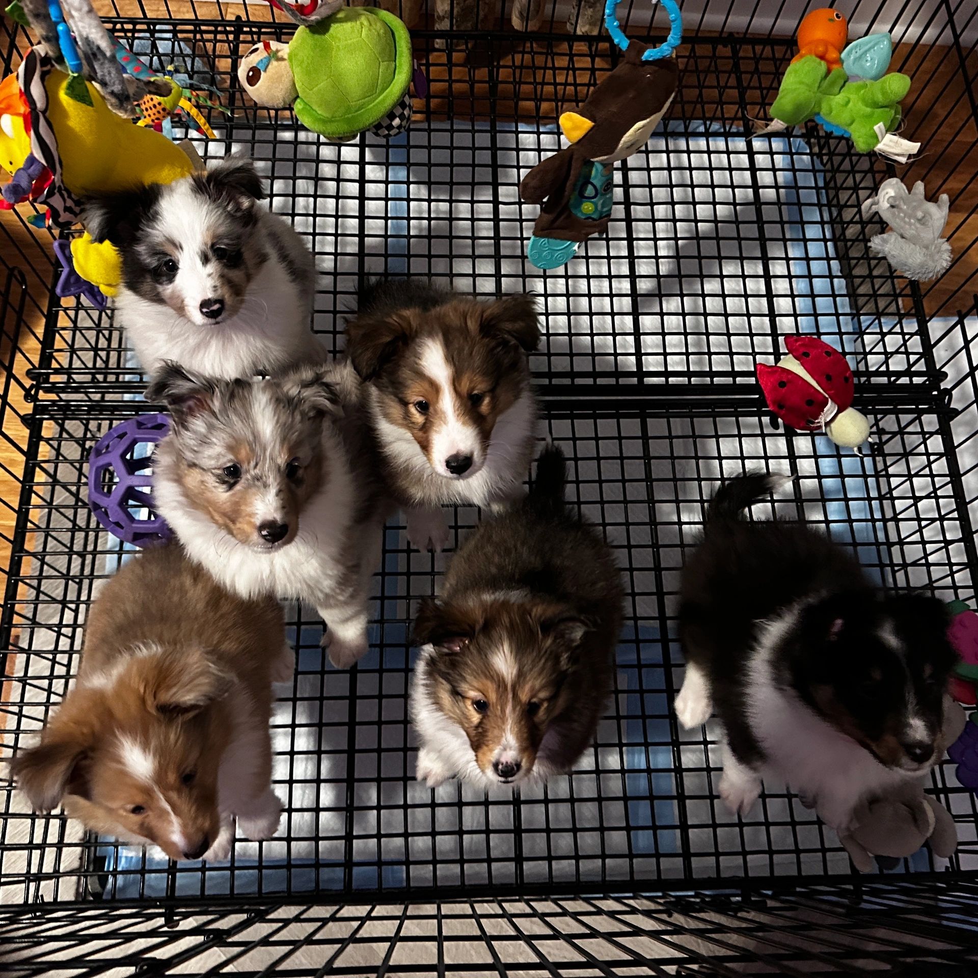 Puppies were playing here
