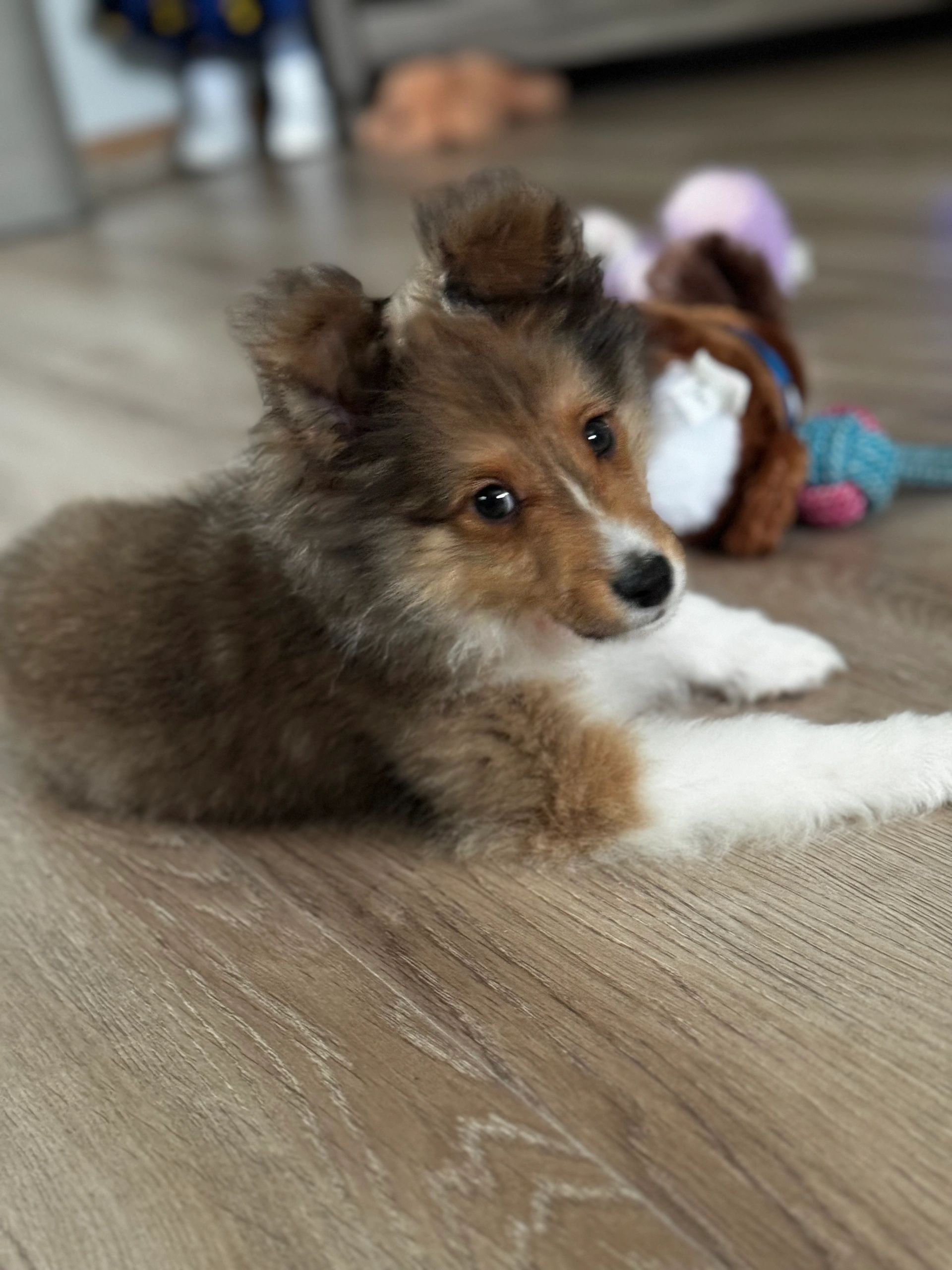 Tri fashion sheltie puppies