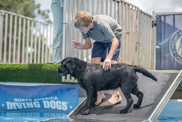 Boy guides a wet black dog on a ramp at a diving dog event.