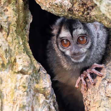 A small monkey peeks out from a tree hollow.