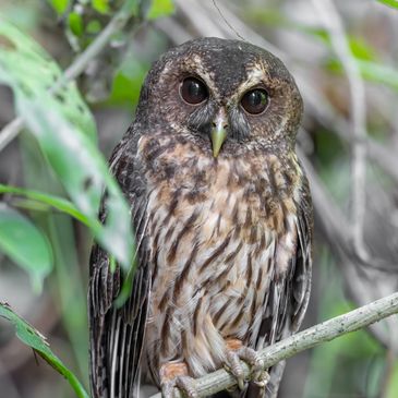 Close-up of a brown owl perched on a branch.