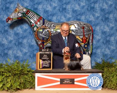 Breeder of the year, AKC, best Yorkie breeder, Yorkies in El Paso, yorkies in Denver, Houston pets