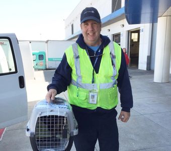 Delta cargo, United airlines cargo, dog flights, puppy flights, pet flights, pet cargo, pet shipping