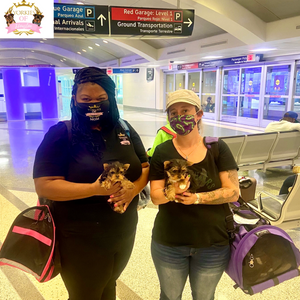 Yorkies in Houston, yorkies of Houston, Petsmart, Petco, pet store, HOU, hobby airport, IAH