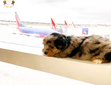 Puppy shipping company, flight pet nanny, flight lap nanny, pet shipping, pet cargo, United airlines